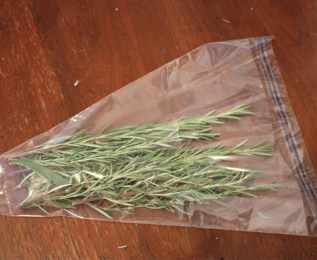 Rosemary Arp (Salvia rosmarinus ‘Arp’)