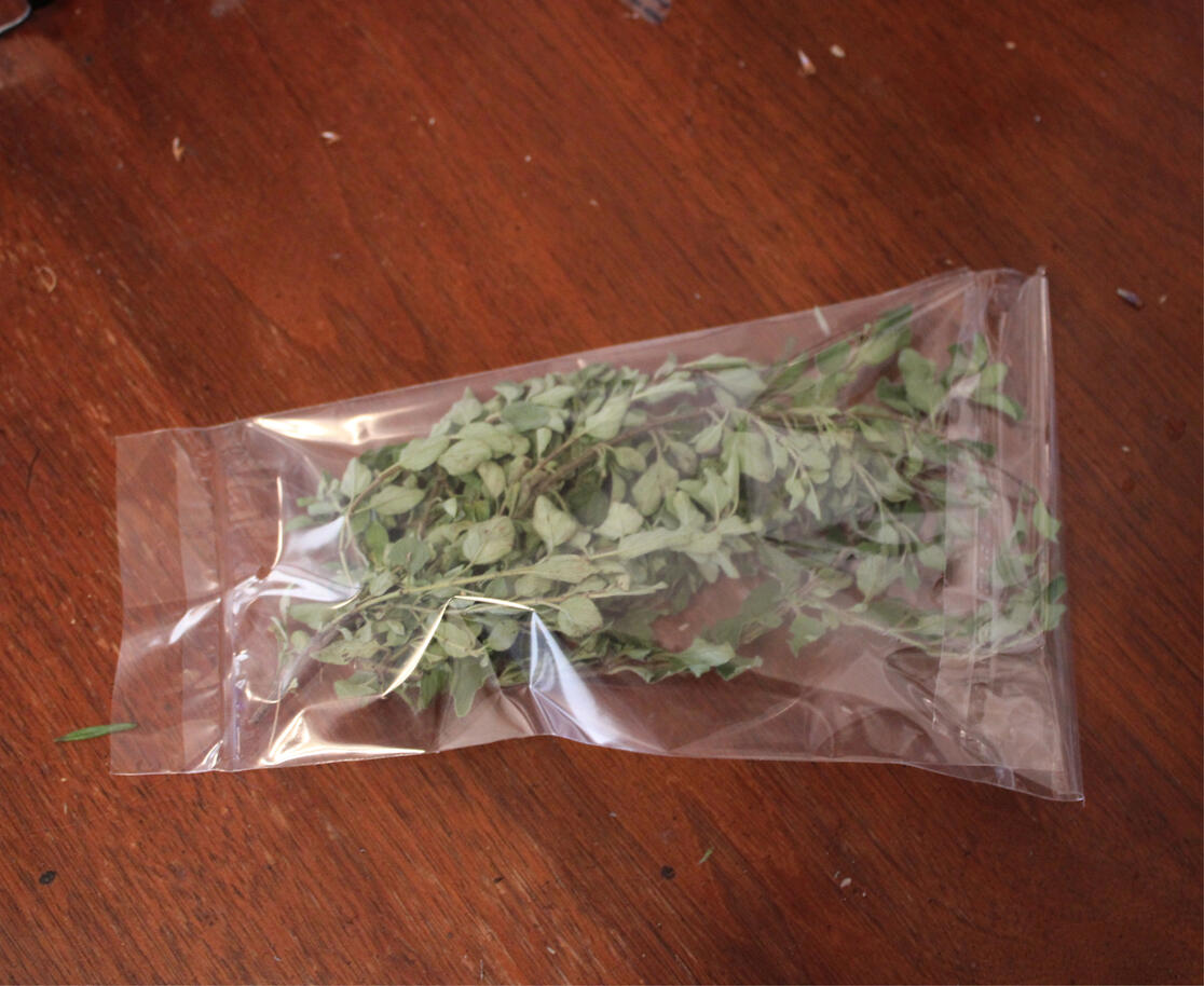 Oregano (Origanum vulgare subsp. hirtum)