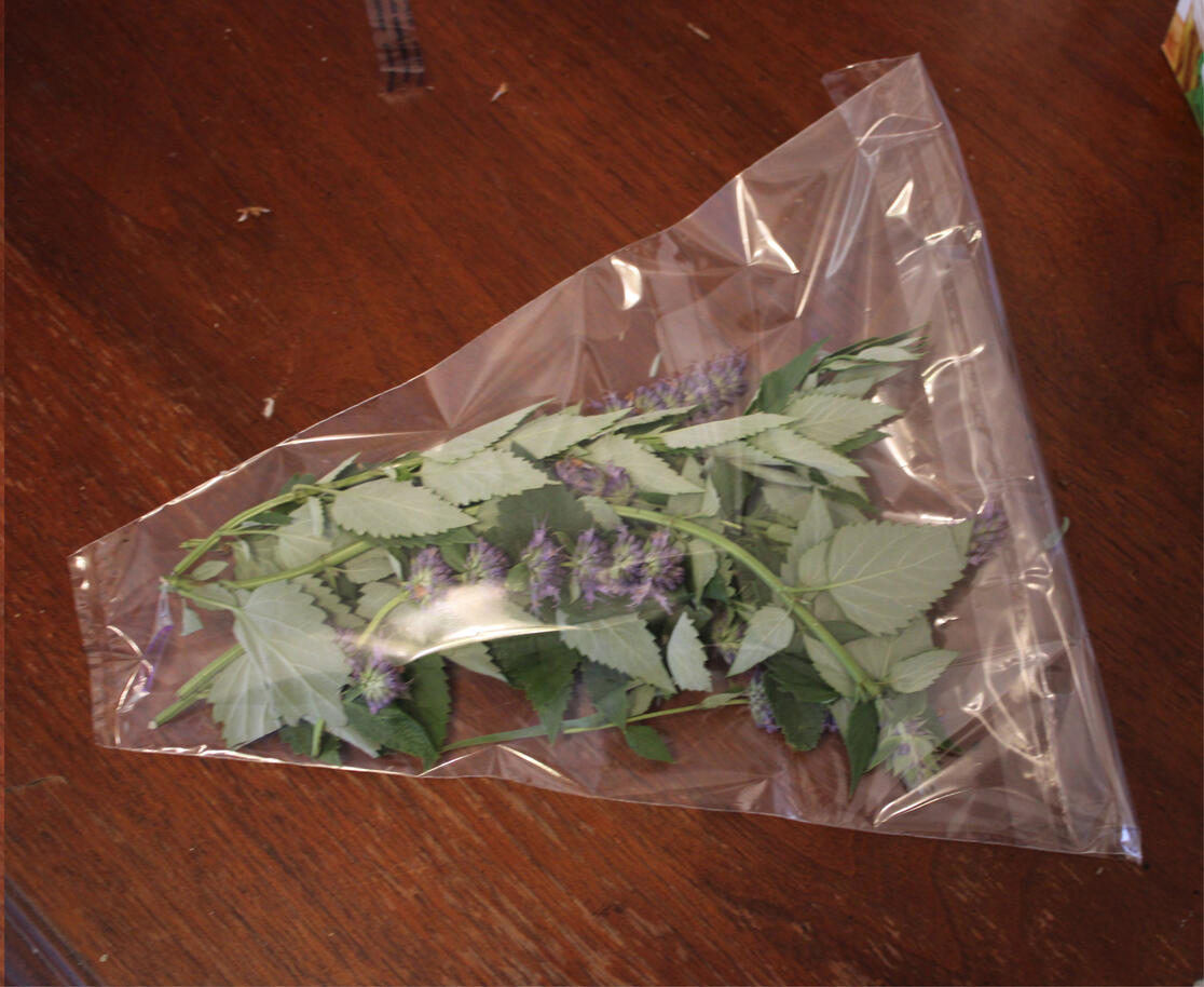 Anise Hyssop (Agastache foeniculum)