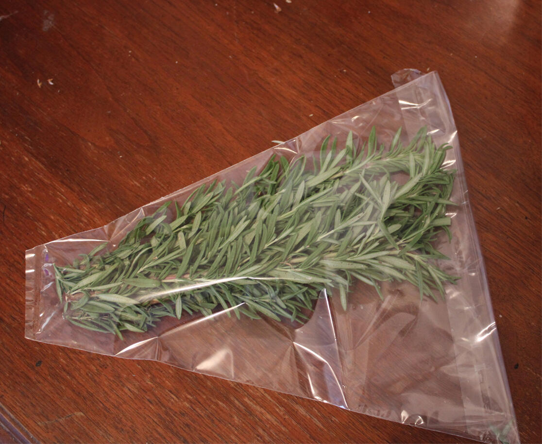 Rosemary Tuscan Blue (Salvia rosmarinus ‘Tuscan Blue’)