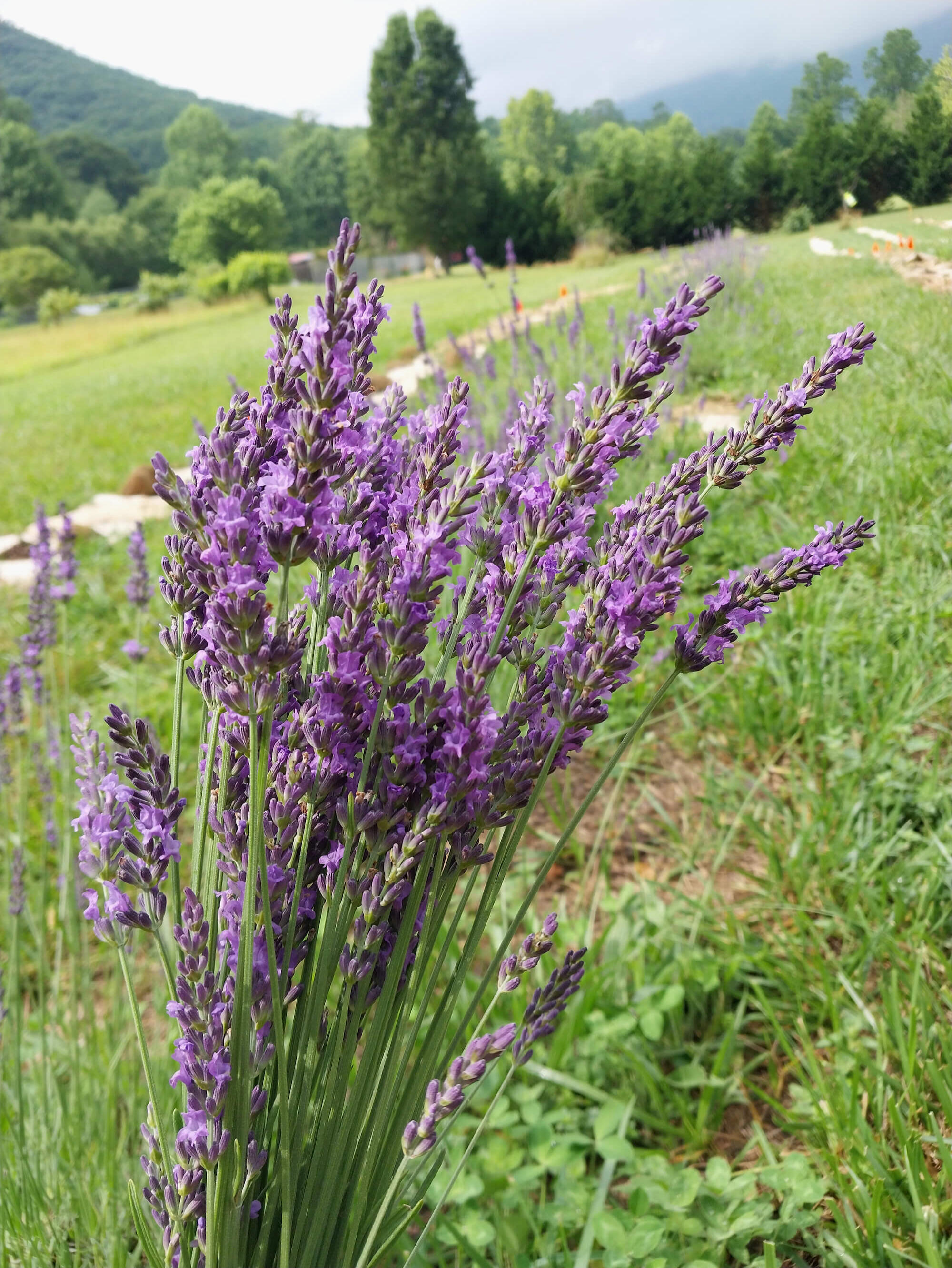 Close-up of blooming lavender growing in the fields of Field Afar Herbs farm in North Carolina